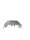Pressblank-Universalprofil 80mm Länge: 6000mm